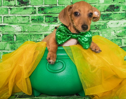 picture of the dog needing adoption