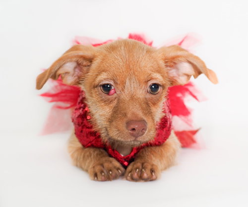 picture of the dog needing adoption