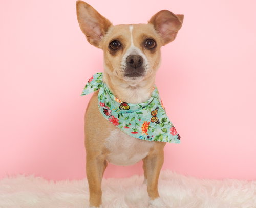Gemma, an adoptable Chihuahua in Phoenix, AZ