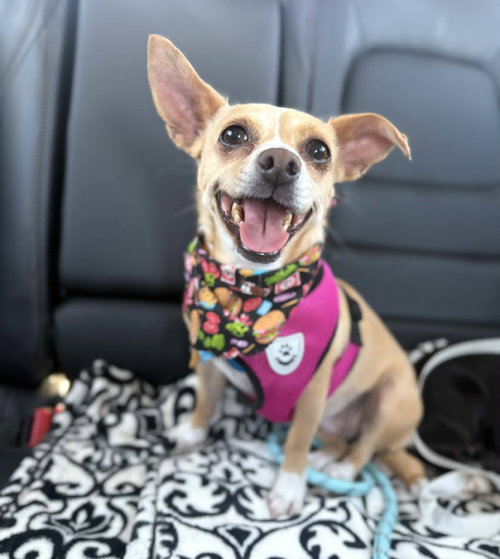 Gemma, an adoptable Chihuahua in Phoenix, AZ