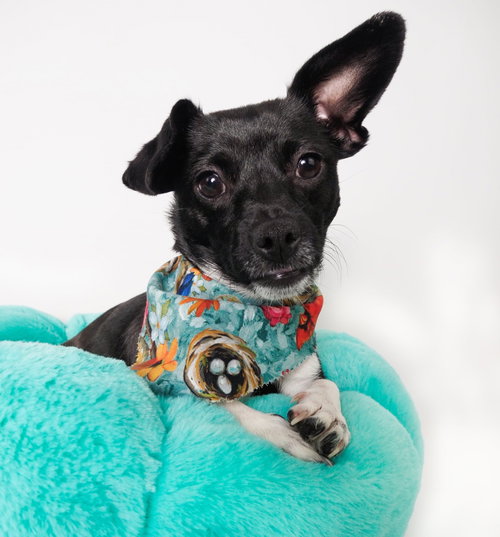 Robin, an adoptable Chihuahua in Phoenix, AZ
