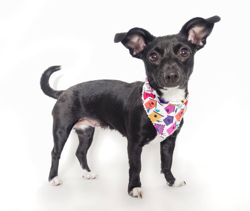 Wren, an adoptable Chihuahua in Phoenix, AZ