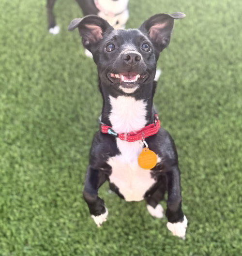 Wren, an adoptable Chihuahua in Phoenix, AZ