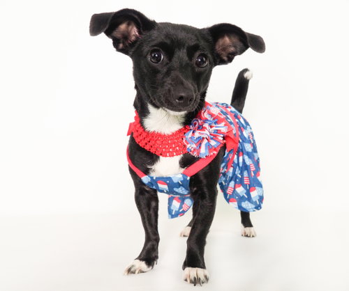 Wren, an adoptable Chihuahua in Phoenix, AZ