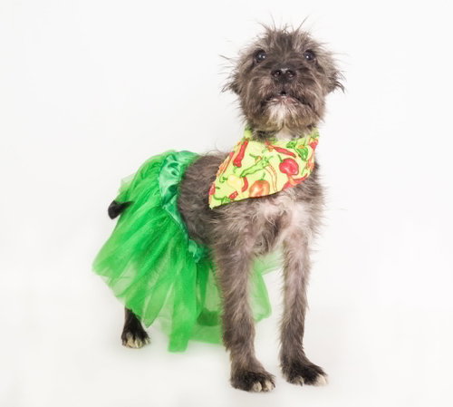 Fiesta, an adoptable Terrier in Phoenix, AZ