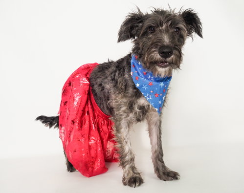Fiesta, an adoptable Terrier in Phoenix, AZ