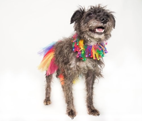 Maraca, an adoptable Terrier in Phoenix, AZ
