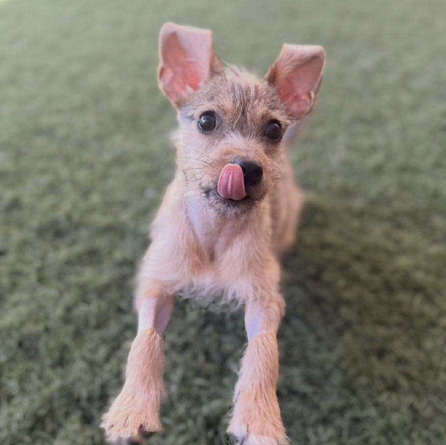 Nacho