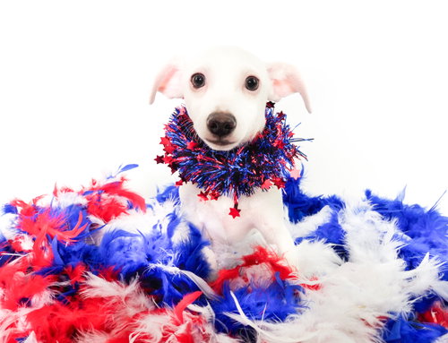 Salt, an adoptable Chihuahua in Phoenix, AZ