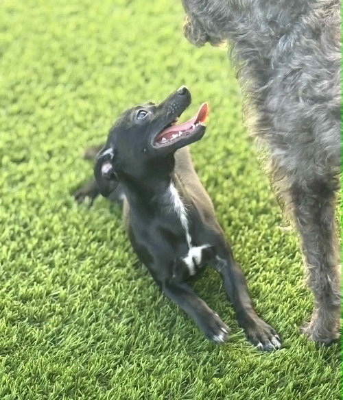 Pepper photo 3
