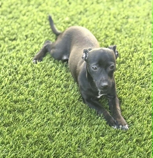 Pepper photo 4