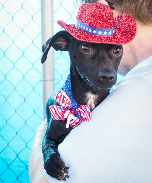Pepper, an adoptable Chihuahua in Phoenix, AZ