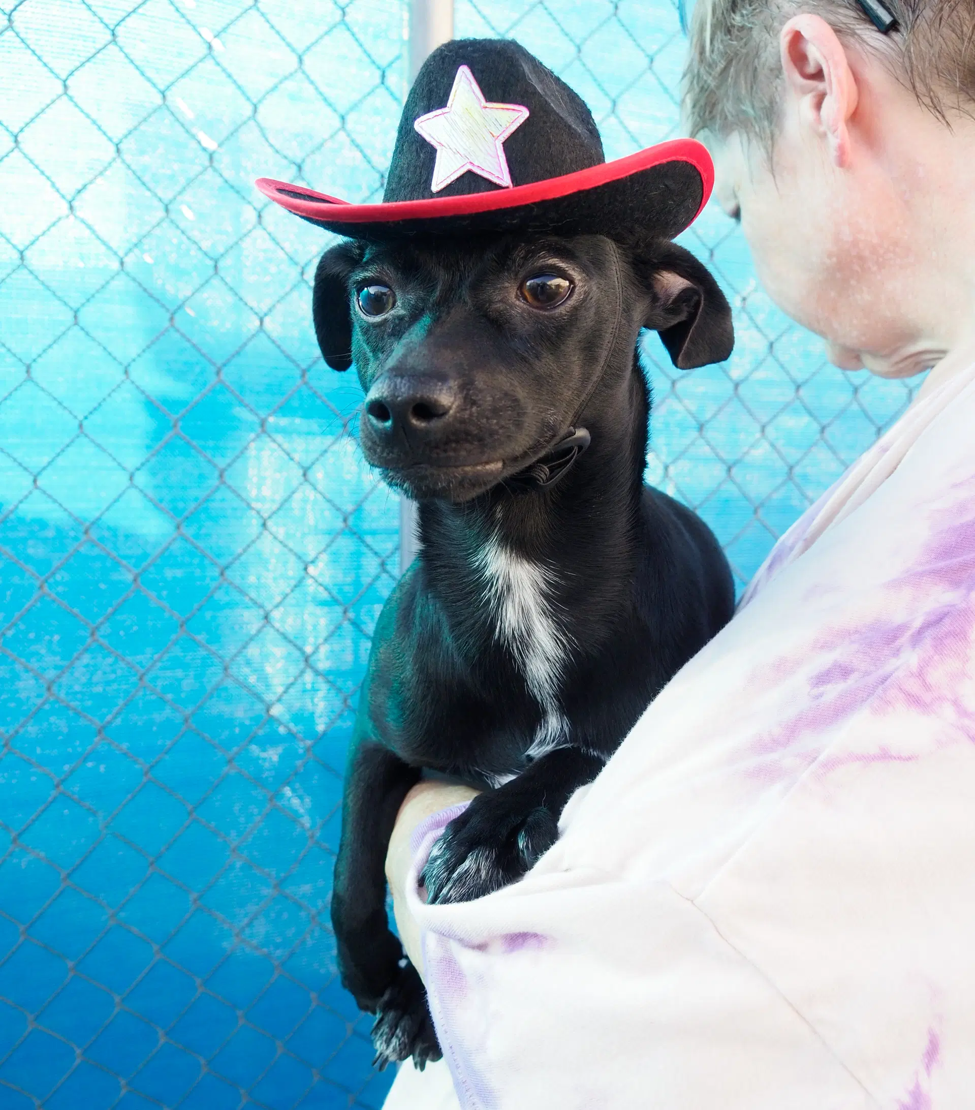 Pepper - Chihuahua