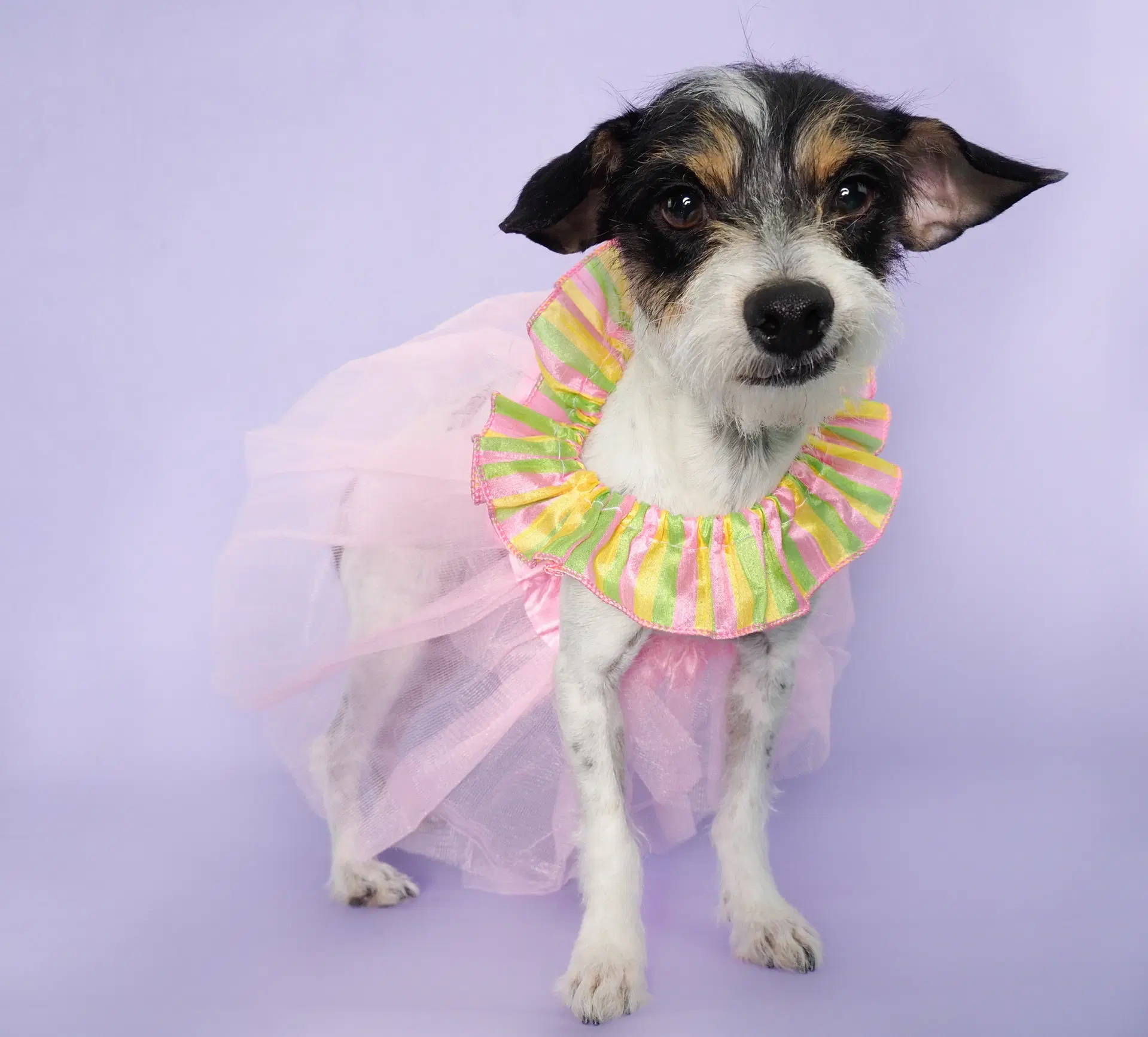 Boba Tea - Terrier
