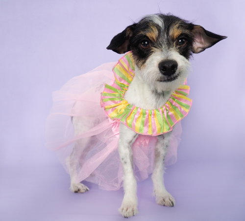 Boba Tea, an adoptable Terrier in Phoenix, AZ