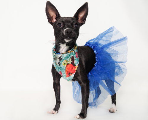 Birdie, an adoptable Chihuahua in Phoenix, AZ