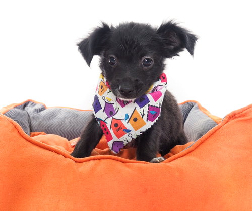 Oriole, an adoptable Chihuahua in Phoenix, AZ