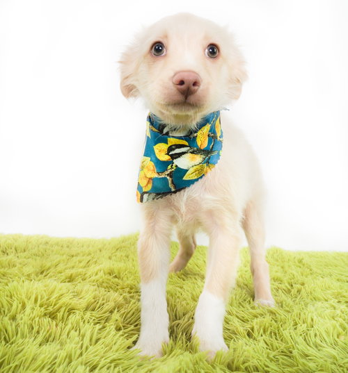 Cardinal, an adoptable Chihuahua in Phoenix, AZ