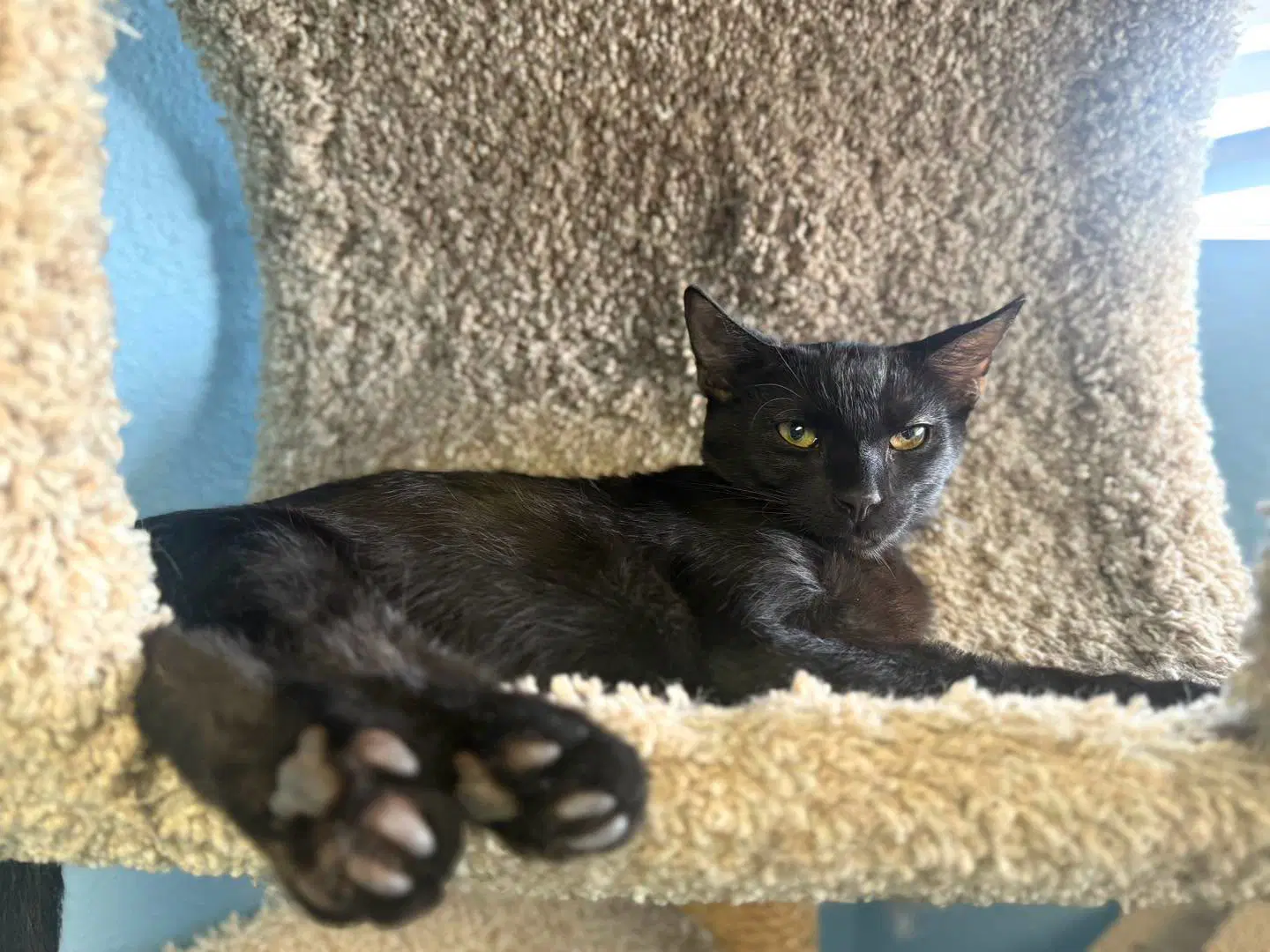 Kuro - Domestic Short Hair