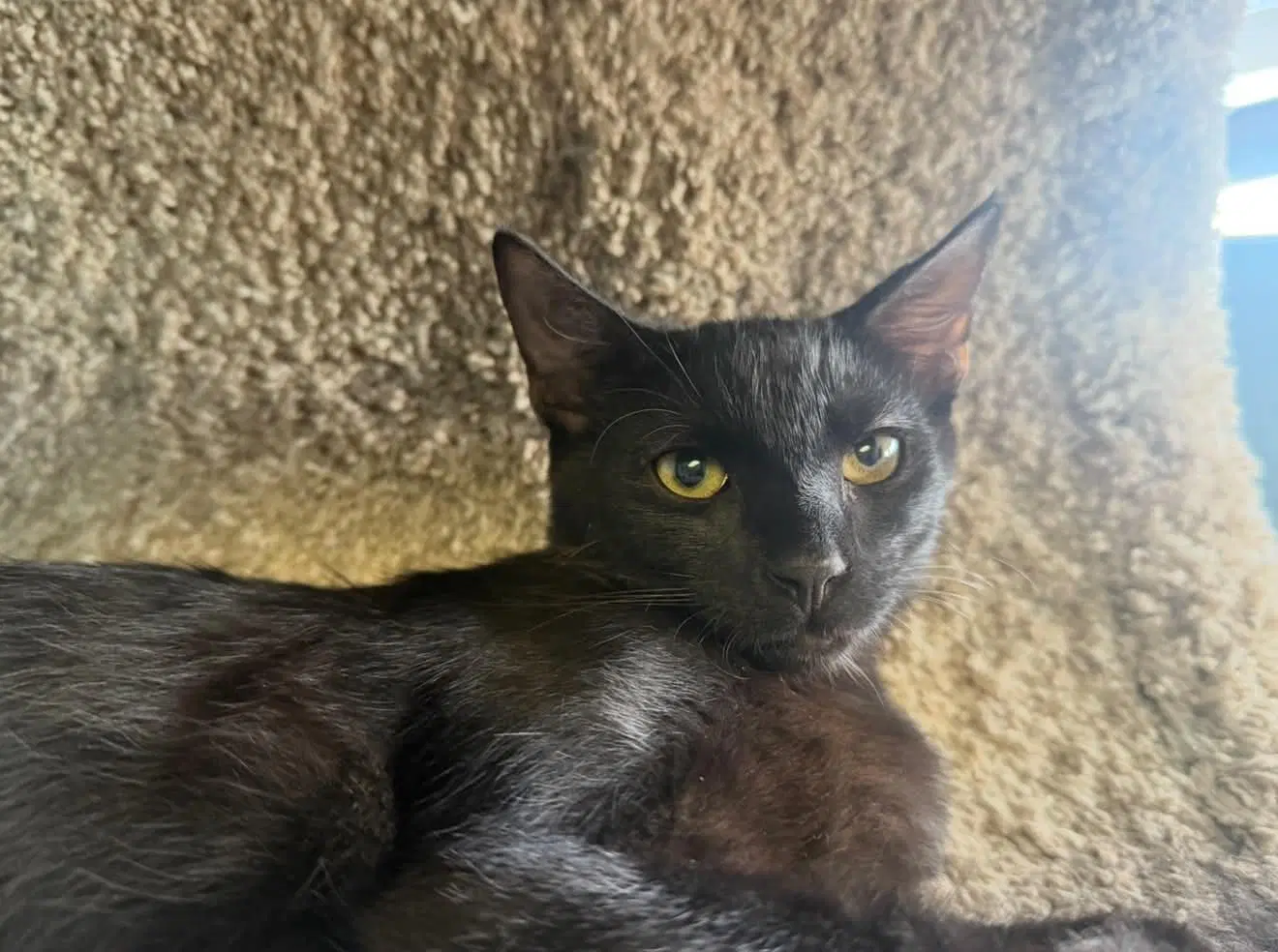Kuro image 3