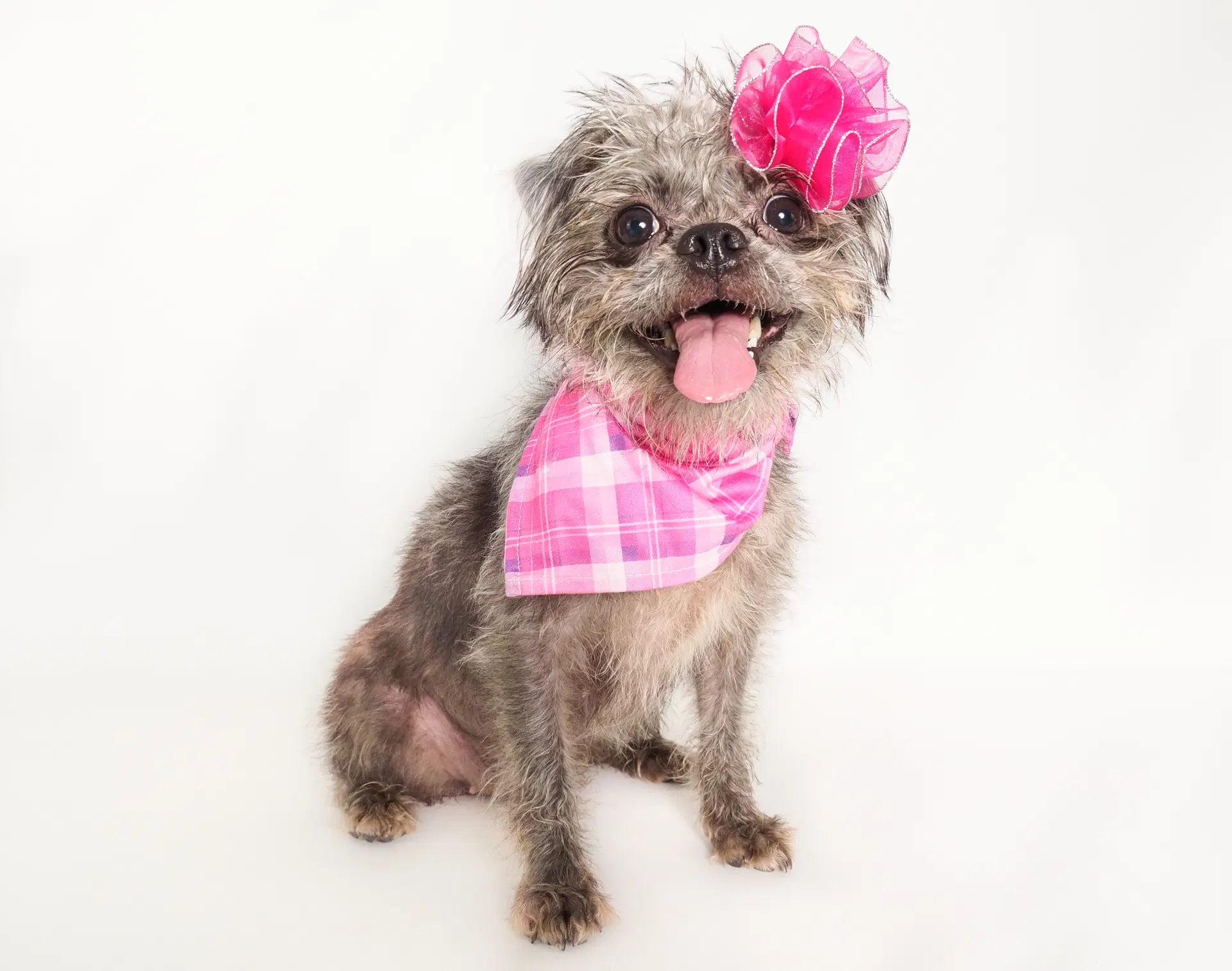 Gremlina - Brussels Griffon
