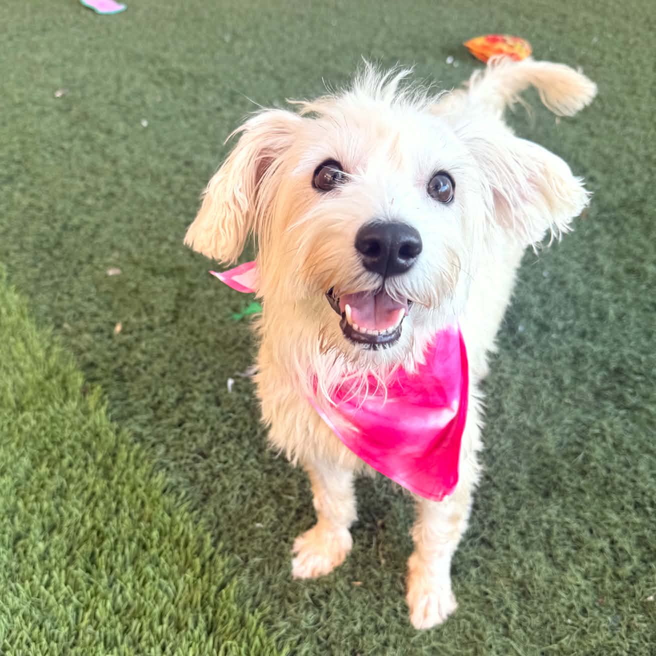 Carly - Terrier