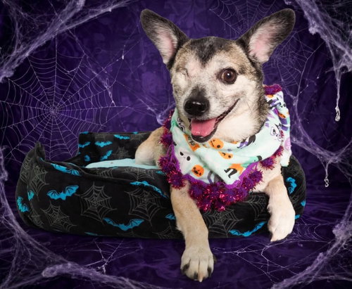 Olive, a dog for adoption from Chi Town Rescue