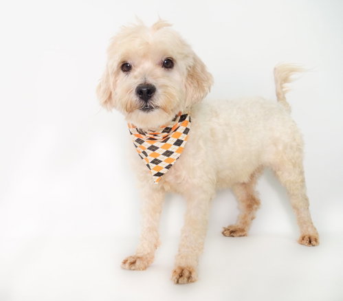 Lucas, Poodle (Miniature) / Terrier / Mixed (medium coat)