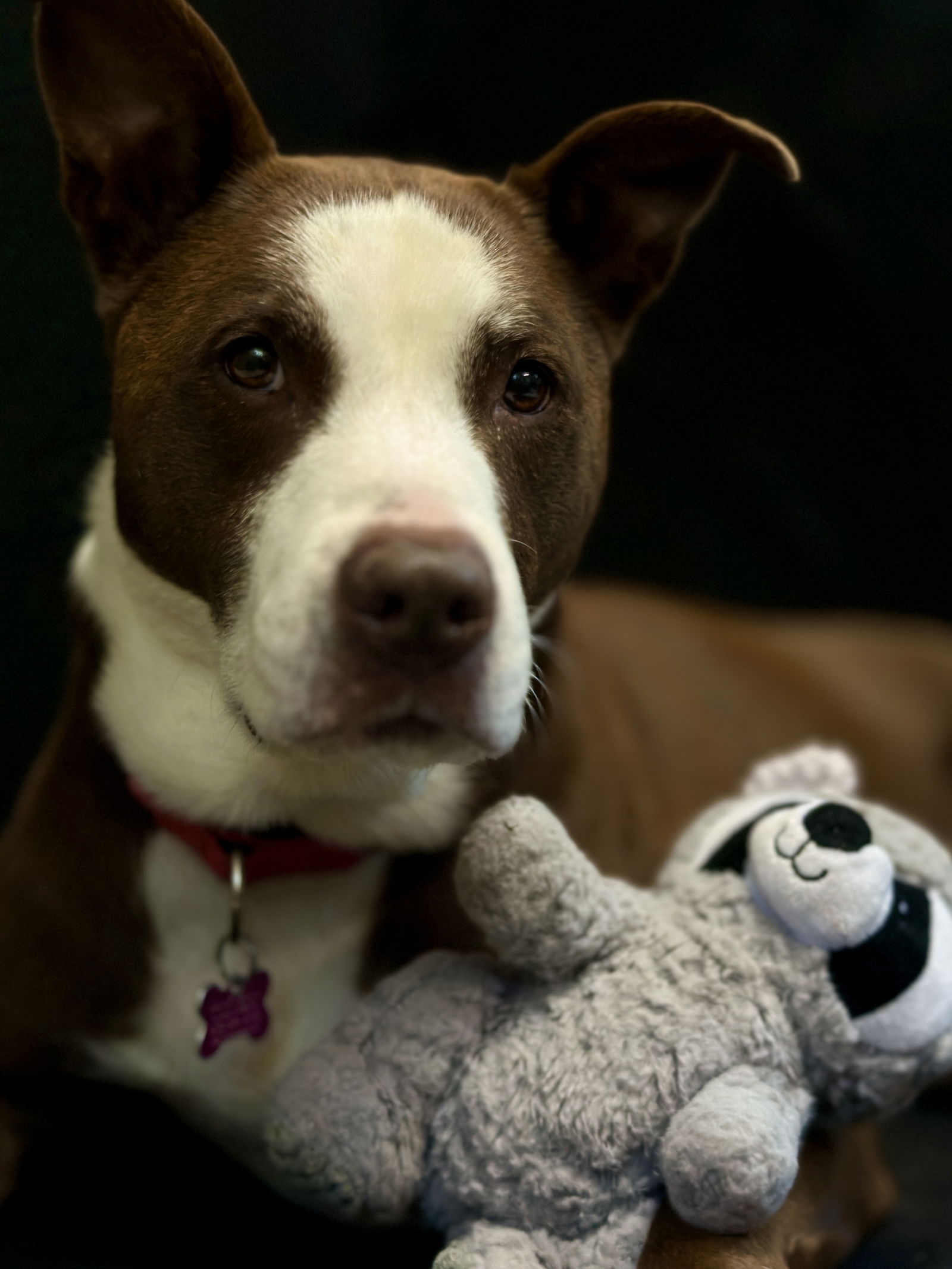 adoptable Dog in West Cornwall, CT named Sydney
