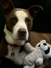 adoptable Dog in , CT named Sydney