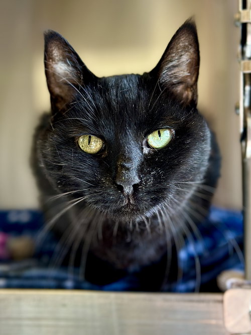 JACK (PREV.SID) - Domestic Short Hair available for adoption