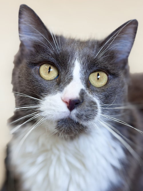 Callie (prev. Momma), an adoptable Domestic Medium Hair in West Cornwall, CT