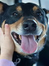 Banjo - Photo 5