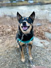 Banjo - Photo 6