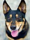 Banjo - Photo 4