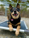 Banjo - Photo 3