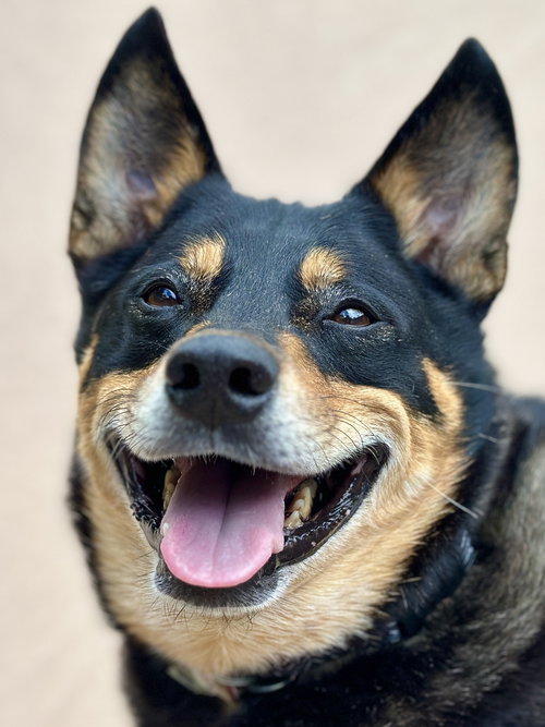 BANJO - Australian Cattle Dog/Blue Heeler available for adoption