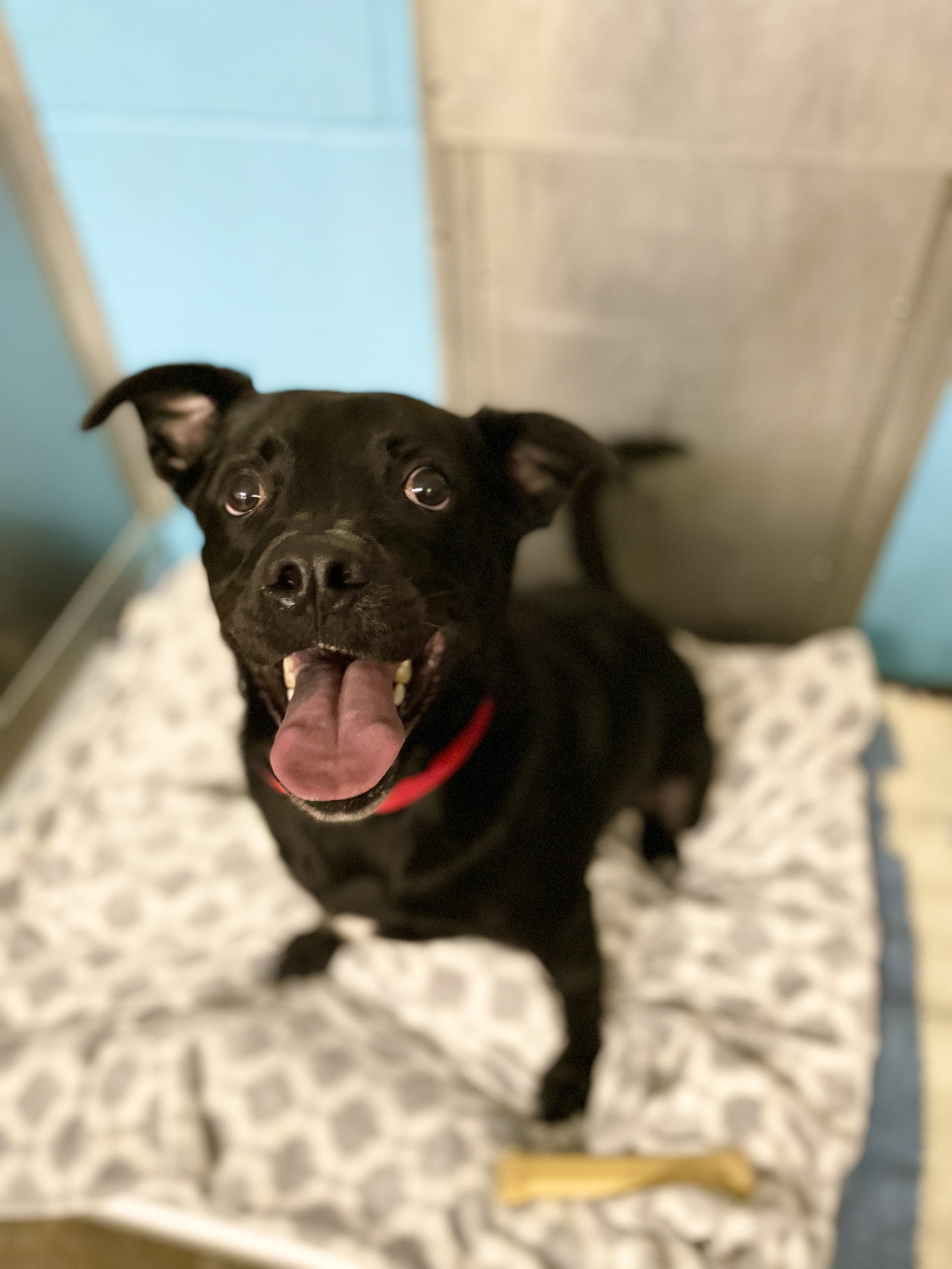 Dog for Adoption Rugby, a Labrador Retriever in Acton, ME Alpha Paw