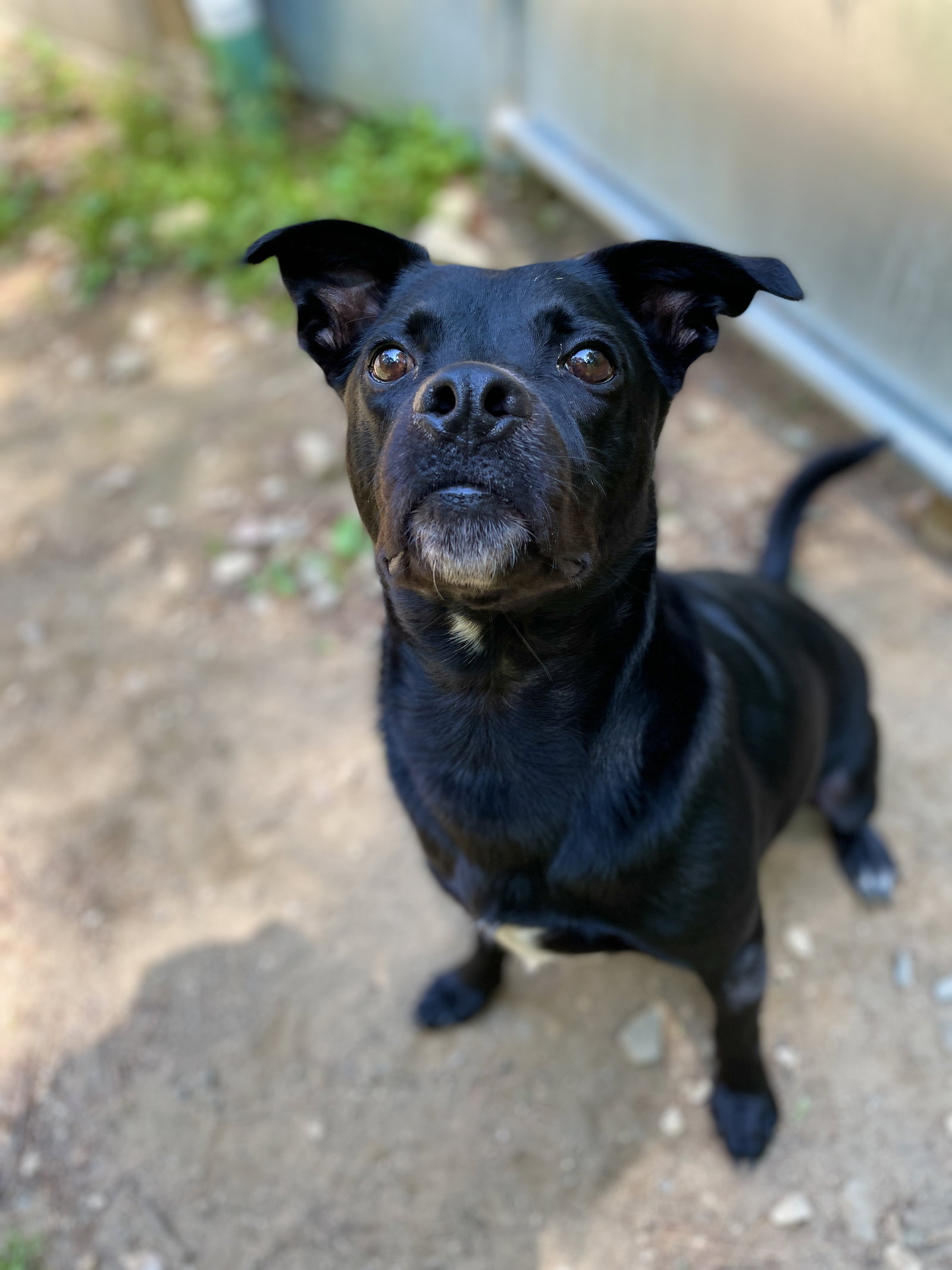 Dog for Adoption Rugby, a Staffordshire Bull Terrier in Acton, ME