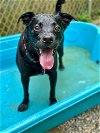 adoptable Dog in , CT named Rugby
