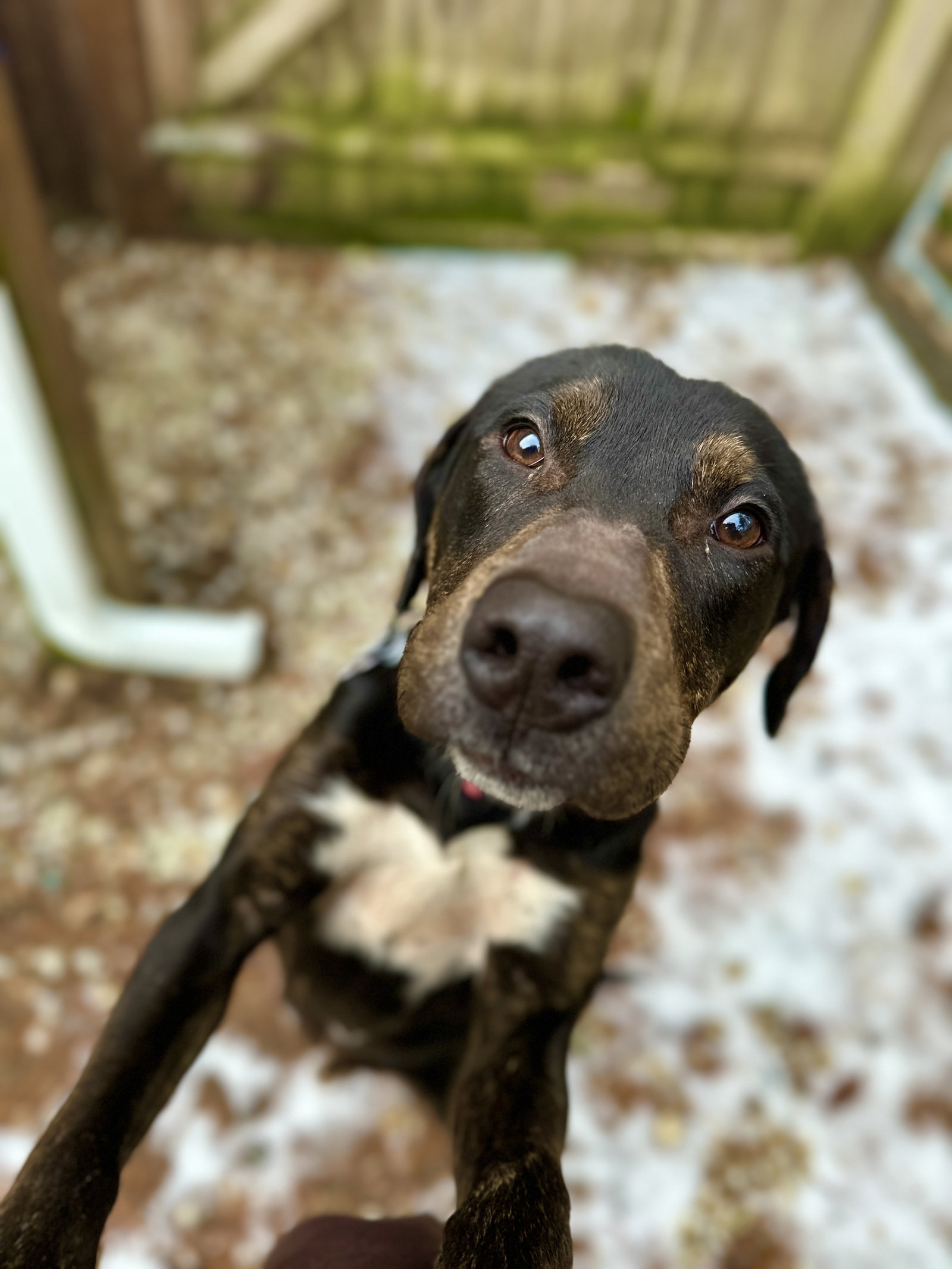 Dog for Adoption Mayo, a Labrador Retriever in Hudson, NY Alpha Paw