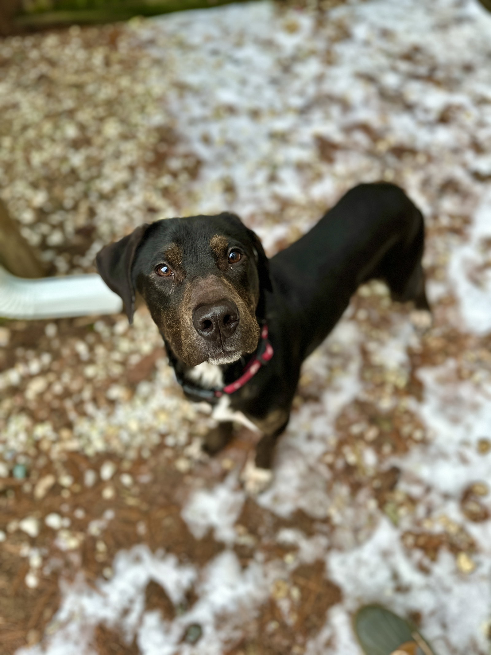 Dog for Adoption Mayo, a Labrador Retriever in Hudson, NY Alpha Paw