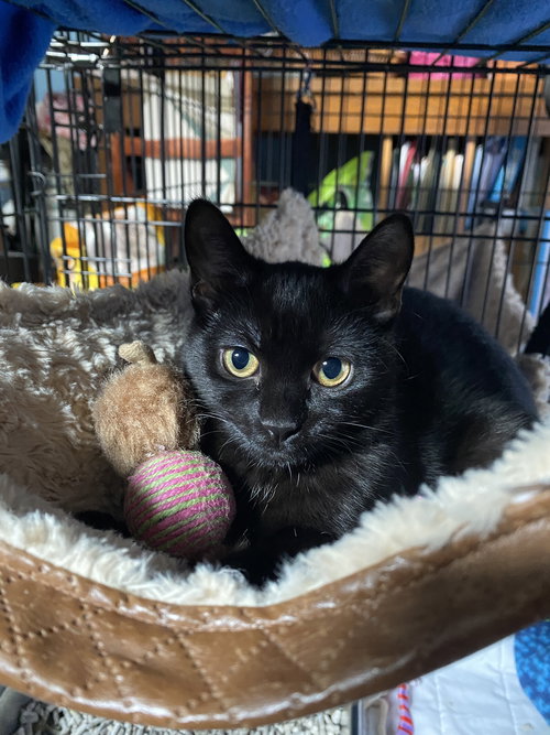 TWILIGHT - Domestic Short Hair available for adoption