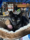 adoptable Cat in , CT named Eve