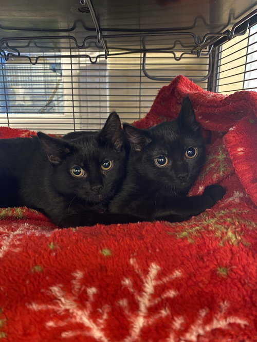 EVE - Domestic Short Hair available for adoption