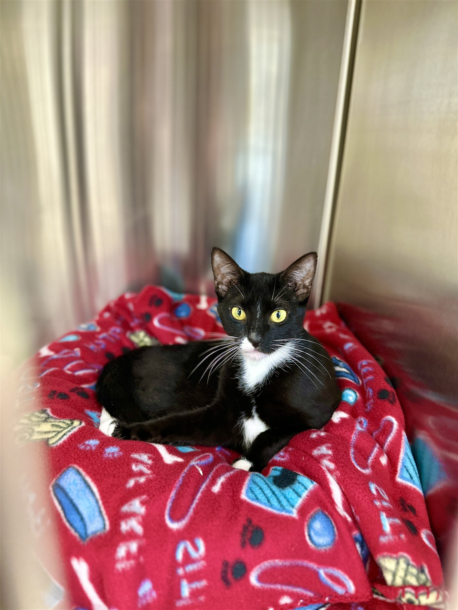 cats-for-adoption-in-south-windsor-connecticut-alpha-paw