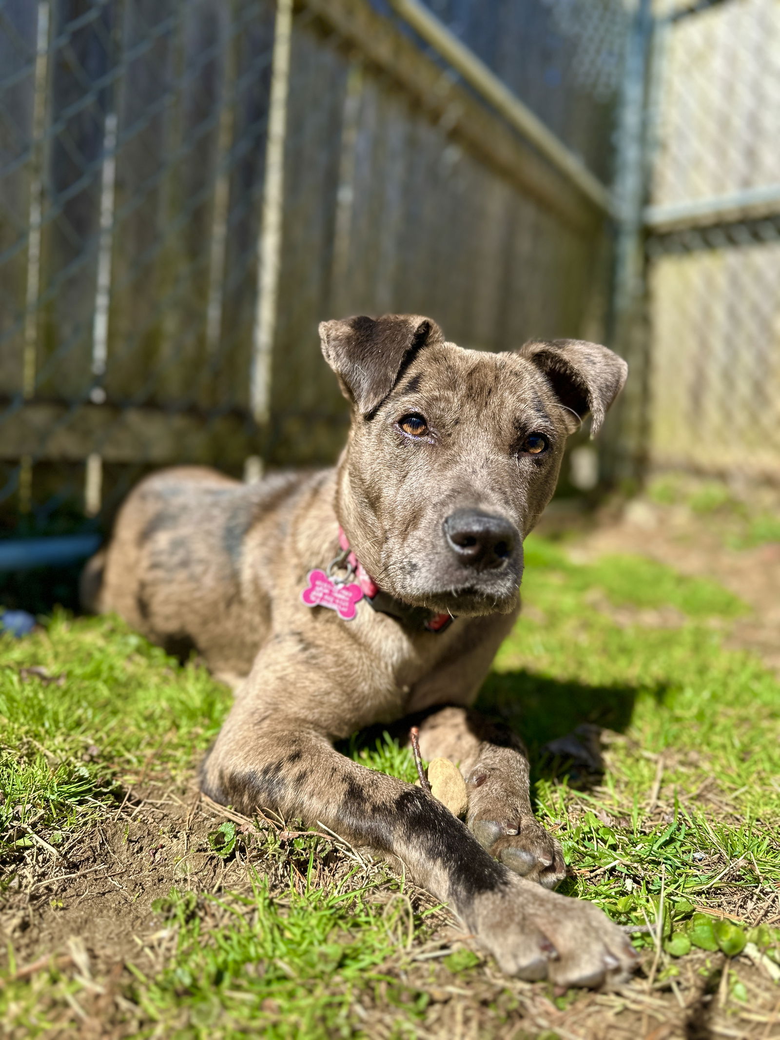 dog-for-adoption-poncho-a-catahoula-leopard-dog-in-cairo-ny-alpha-paw