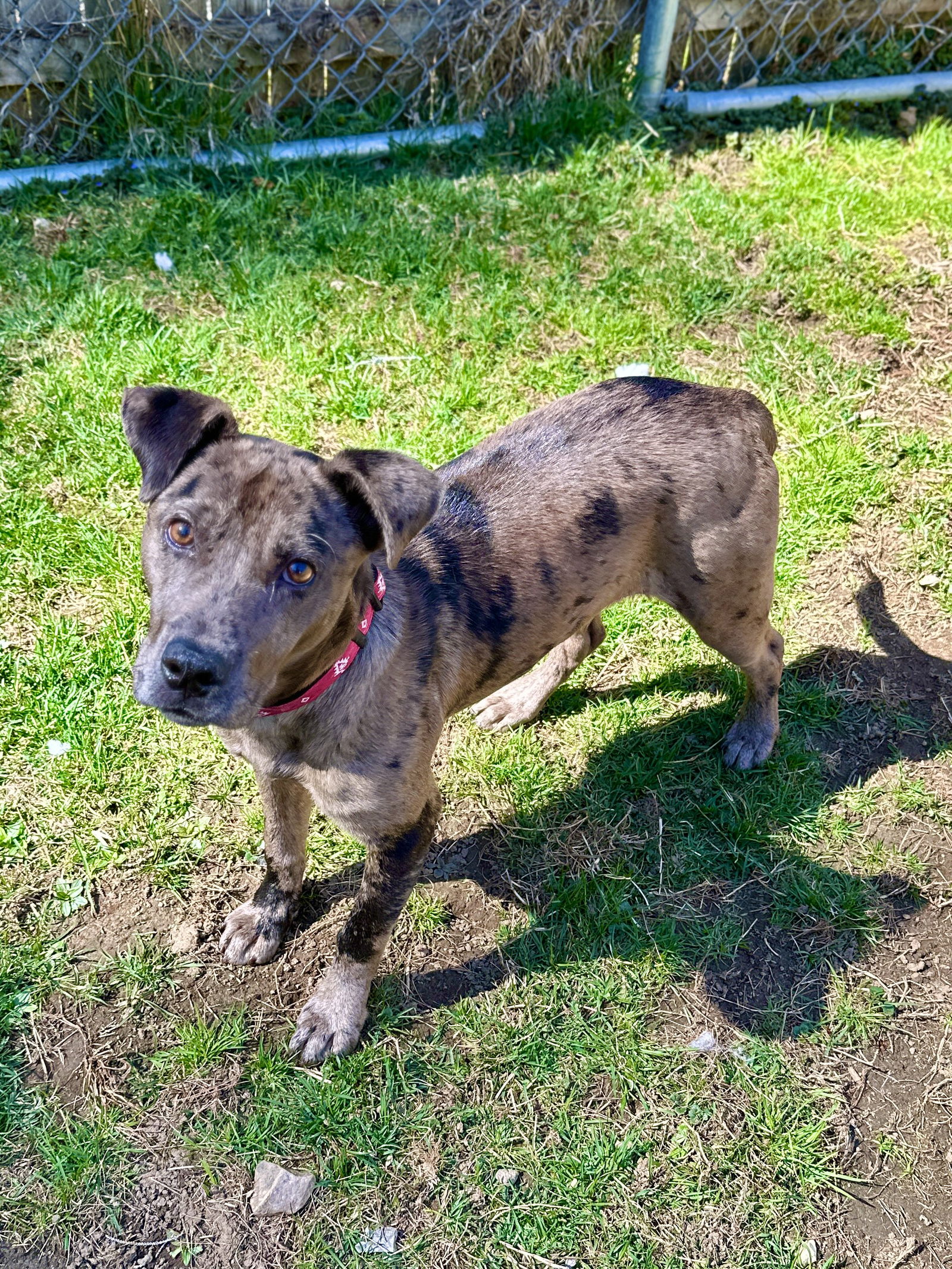 Dog For Adoption Poncho A Catahoula Leopard Dog In Cairo NY Alpha Paw