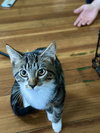 Maximus (Max) - Photo 3