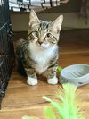 Maximus (Max) - Photo 4